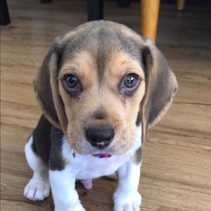 Meet your Posher, Hugo